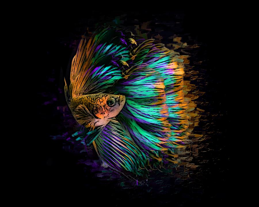 Featured image of post Abstract Betta Fish Art
