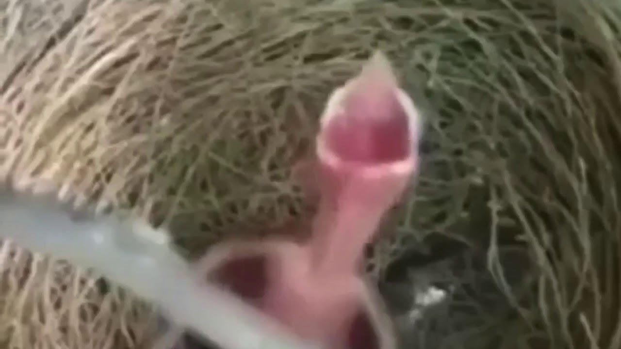 Featured image of post Baby Bird Screaming Meme
