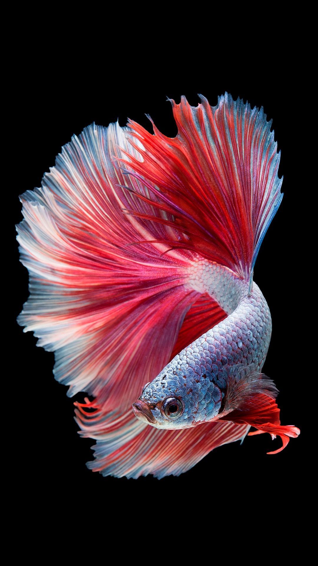 Featured image of post Betta Fish Art Wallpaper