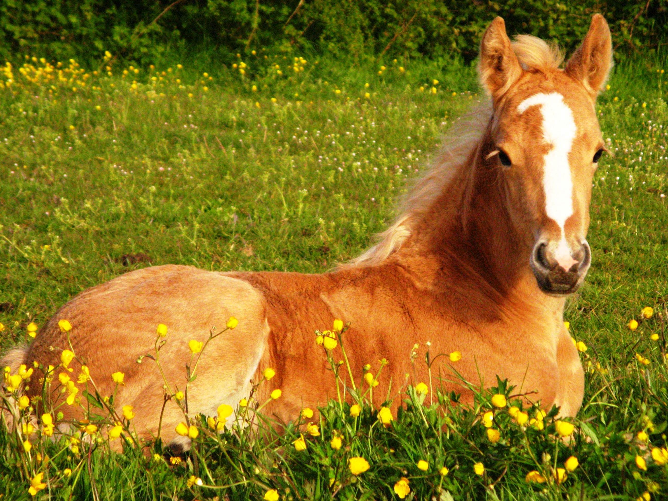 Featured image of post Cute Horse Backgrounds