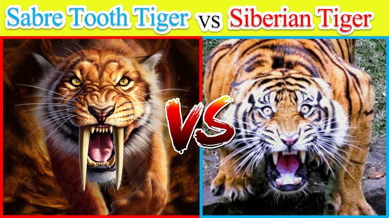 Featured image of post Saber Tooth Tiger Vs Lion Size