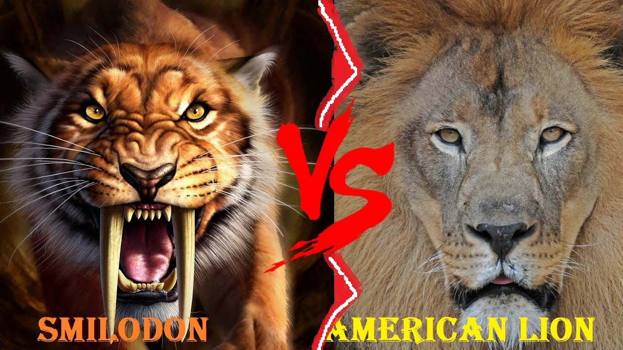 Featured image of post Saber Tooth Tiger Vs Lion Who Would Win