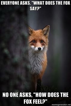 Featured image of post What Did The Fox Say Meme